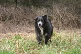 BORDER COLLIE 1475